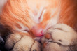 Newborn kitten in mother's hand