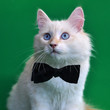 Katze mit Fliege