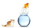 Cat watching golden fish jumping out of aquarium