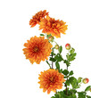 Chrysanthemum
