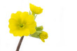 Gelbe Primel (Primula), Nahaufnahme