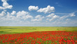 Summer landscape