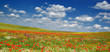 Summer landscape