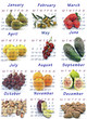 Calendario del año 2013 con frutas de temporada