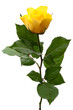 Single yellow rose