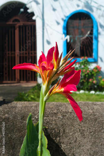 Photo: tropical flower tropical flower