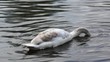 Video: Video junger Schwan (Cygnini) Video junger Schwan (Cygnini)