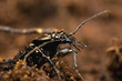 Carabus