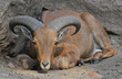 Barbary Sheep