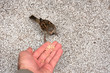 Foto: a sparrow eats a cake directly from hand a sparrow eats a cake directly from hand
