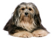 Photo en ligne au meilleur prix Cute lying tricolor Havanese dog, isolated on white