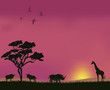 Sunset in the savannah