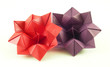 Foto: flores 7 flores 7