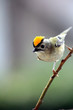 paruline