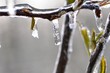 Eiszauber in einer Obstplantage