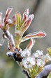 Eiszauber in einer Obstplantage