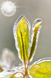 Eiszauber in einer Obstplantage