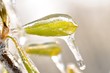 Eiszauber in einer Obstplantage