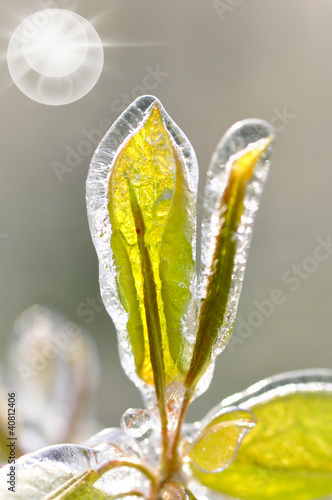 Photo: Eiszauber in einer Obstplantage Eiszauber in einer Obstplantage