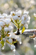 Eiszauber in einer Obstplantage