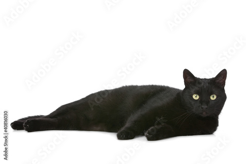 Photo: cat cat
