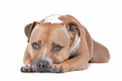 Photo en ligne au meilleur prix staffordshire bull terrier