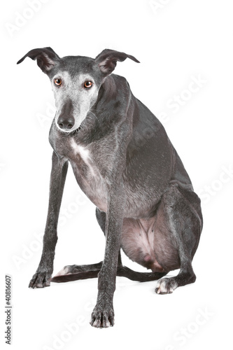 Photo: Old greyhound Old greyhound