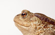 Smiling Toad