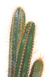 cactus isolated on white cactus isolated on white
