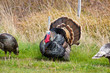 Turkey Tom