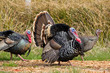 Turkey Tom