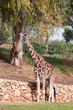 Giraffe (Giraffa camelopardalis) stands under a tree