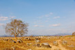 Plain of jars