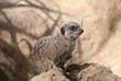 A meerkat (S. Suricata)