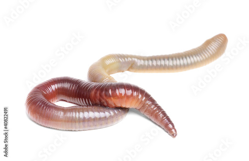 Photo: animal earth worm isolated animal earth worm isolated