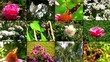 Natural flower collage