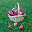 Äpfel - Malus