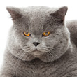 British shorthair cat on a white background. British shorthair cat on a white background.