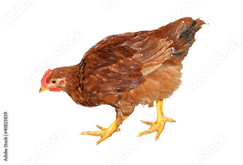 Photo: brown chicken isolated on white brown chicken isolated on white