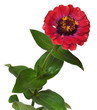 Flower Zinnia isolated