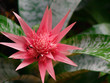 Beautiful and charming plant Aechmea