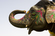 hand painted colorful elephant profile, Jaipur, Rajasthan, India