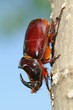 Oryctes nasicornis on tree