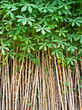 Tapioca Plants Cassava.
