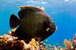 Angel fish