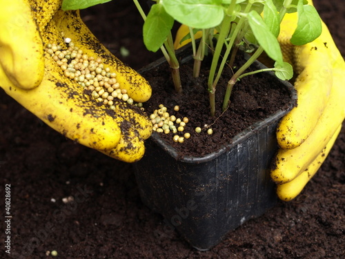 Photo: Fertilization, closeup Fertilization, closeup