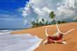 beautiful tropical beach scenery with shell beautiful tropical beach scenery with shell