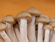 Mushroom closeup