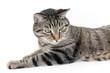 Cat on with backround
