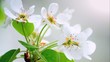 pear blossom in spring